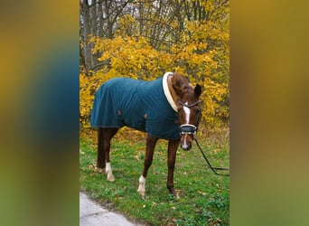 Brandenburger Warmblut, Stute, 11 Jahre, 168 cm, Fuchs