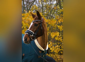 Brandenburger Warmblut, Stute, 11 Jahre, 168 cm, Fuchs