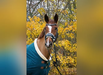 Brandenburger Warmblut, Stute, 11 Jahre, 168 cm, Fuchs