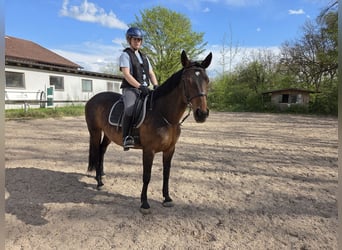 Brandenburger Warmblut, Stute, 13 Jahre, 163 cm, Brauner