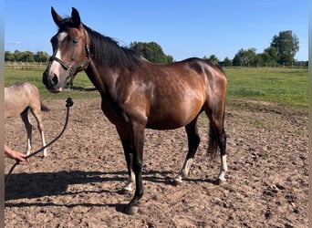 Brandenburger Warmblut, Stute, 14 Jahre, 165 cm, Brauner