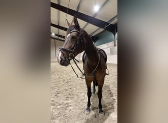 Brandenburger Warmblut, Stute, 16 Jahre, 175 cm, Brauner