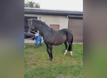 Brandenburger Warmblut, Stute, 18 Jahre, 165 cm, Dunkelbrauner