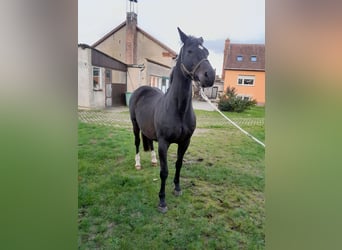 Brandenburger Warmblut, Stute, 18 Jahre, 165 cm, Dunkelbrauner