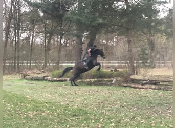 Brandenburger Warmblut, Stute, 19 Jahre, 165 cm, Brauner