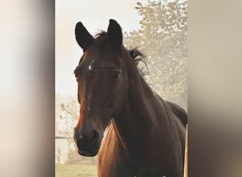 Brandenburger Warmblut, Stute, 26 Jahre, 163 cm, Dunkelbrauner