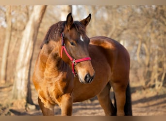 Brandenburger Warmblut Mix, Stute, 3 Jahre, 160 cm, Brauner
