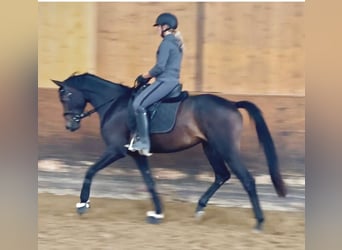 Brandenburger Warmblut, Stute, 4 Jahre, 165 cm, Dunkelbrauner