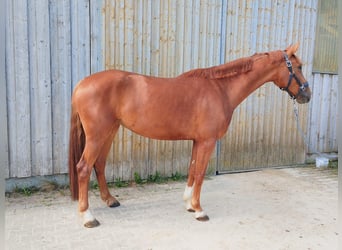 Brandenburger Warmblut, Stute, 4 Jahre, 168 cm, Fuchs