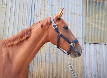 Brandenburger Warmblut, Stute, 4 Jahre, 168 cm, Fuchs