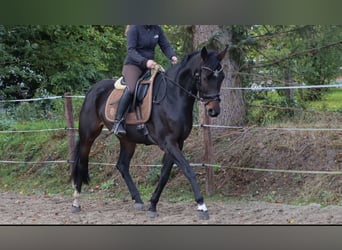 Brandenburger Warmblut, Stute, 6 Jahre, 160 cm, Dunkelbrauner