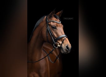 Brandenburger Warmblut, Stute, 8 Jahre, 166 cm, Brauner