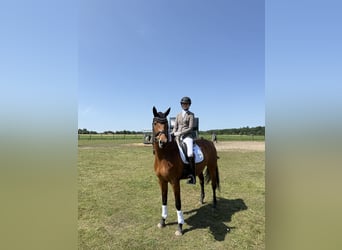 Brandenburger Warmblut, Stute, 9 Jahre, 166 cm, Brauner