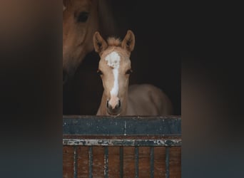 Brandenburger Warmblut, Stute, Fohlen (04/2025), 168 cm, Palomino