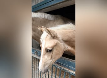 Brandenburger Warmblut, Stute, Fohlen (04/2025), 168 cm, Palomino