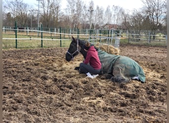 Brandenburger Warmblut, Wallach, 11 Jahre, 168 cm, Rappe