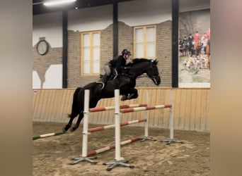 Brandenburger Warmblut, Wallach, 11 Jahre, 168 cm, Rappe
