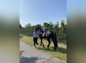 Brandenburger Warmblut, Wallach, 11 Jahre, 168 cm, Rappe
