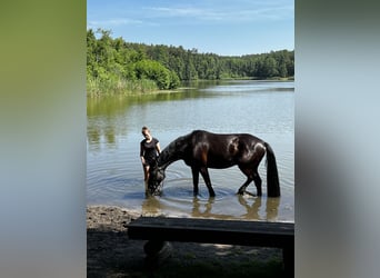 Brandenburger Warmblut, Wallach, 11 Jahre, 168 cm, Rappe