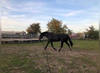 Brandenburger Warmblut, Wallach, 11 Jahre, 168 cm, Rappe