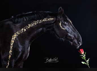 Brandenburger Warmblut, Wallach, 11 Jahre, 168 cm, Rappe