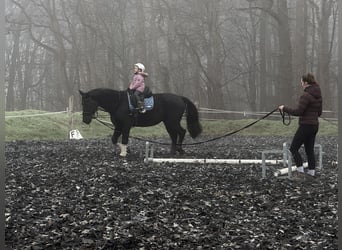 Brandenburger Warmblut, Wallach, 11 Jahre, 168 cm, Rappe