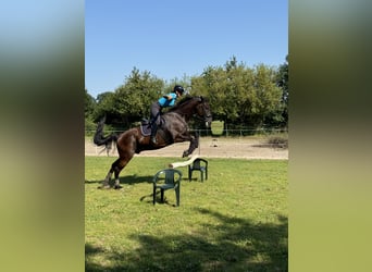 Brandenburger Warmblut, Wallach, 11 Jahre, 168 cm, Rappe