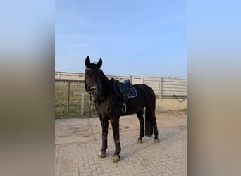 Brandenburger Warmblut, Wallach, 11 Jahre, 168 cm, Rappe
