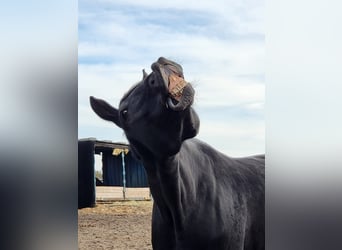 Brandenburger Warmblut, Wallach, 11 Jahre, 168 cm, Rappe