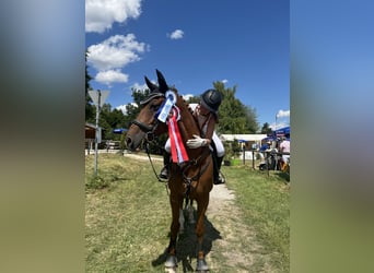 Brandenburger Warmblut, Wallach, 11 Jahre, Fuchs