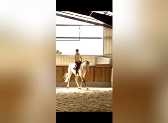 Brandenburger Warmblut, Wallach, 12 Jahre, 169 cm, Schimmel