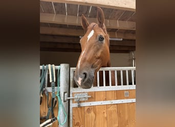 Brandenburger Warmblut, Wallach, 12 Jahre, 173 cm, Fuchs