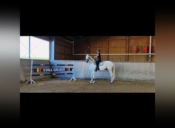 Brandenburger Warmblut, Wallach, 12 Jahre, 175 cm, Schimmel