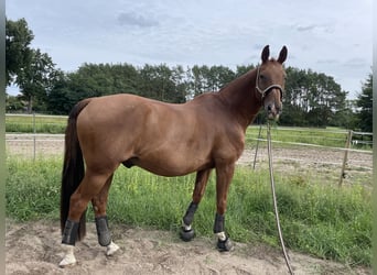 Brandenburger Warmblut, Wallach, 19 Jahre, 167 cm, Fuchs