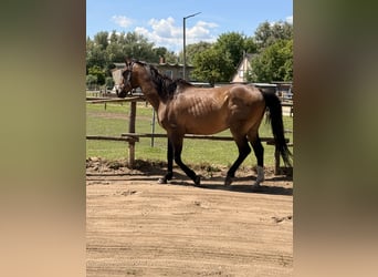 Brandenburger Warmblut, Wallach, 21 Jahre, 165 cm, Brauner