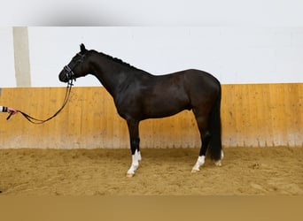 Brandenburger Warmblut, Wallach, 4 Jahre, 165 cm, Rappe