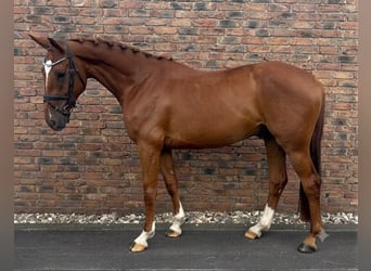 Brandenburger Warmblut, Wallach, 4 Jahre, 168 cm, Fuchs