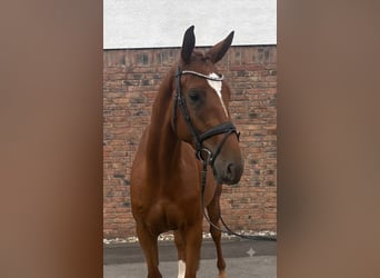Brandenburger Warmblut, Wallach, 4 Jahre, 168 cm, Fuchs
