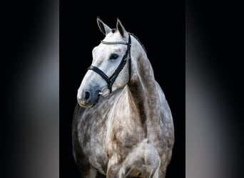Brandenburger Warmblut, Wallach, 4 Jahre, 170 cm, Schimmel