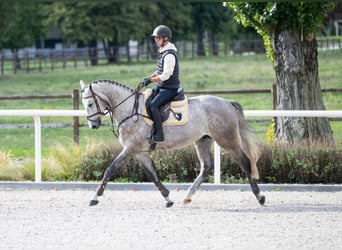 Brandenburger Warmblut, Wallach, 4 Jahre, 170 cm, Schimmel