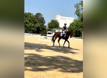 Brandenburger Warmblut, Wallach, 4 Jahre, 172 cm, Brauner