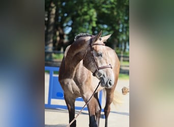 Brandenburger Warmblut, Wallach, 4 Jahre, 172 cm, Schimmel