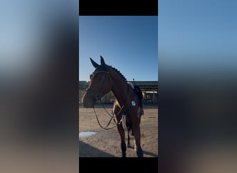 Brandenburger Warmblut, Wallach, 4 Jahre, 176 cm, Brauner