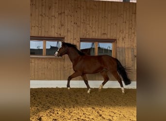 Brandenburger Warmblut, Wallach, 5 Jahre, 160 cm, Brauner