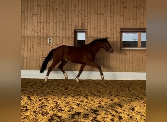 Brandenburger Warmblut, Wallach, 5 Jahre, 160 cm, Brauner