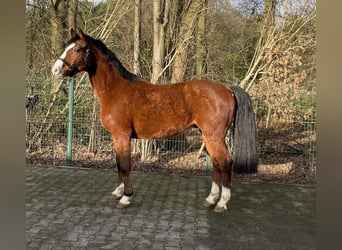 Brandenburger Warmblut, Wallach, 5 Jahre, 160 cm, Brauner