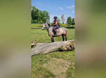Brandenburger Warmblut, Wallach, 5 Jahre, 162 cm, Rappschimmel