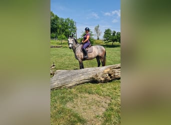 Brandenburger Warmblut, Wallach, 5 Jahre, 162 cm, Rappschimmel