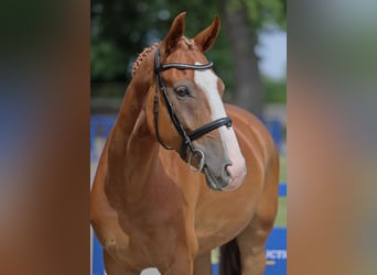 Brandenburger Warmblut, Wallach, 5 Jahre, 164 cm, Fuchs