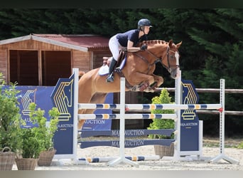 Brandenburger Warmblut, Wallach, 5 Jahre, 164 cm, Fuchs
